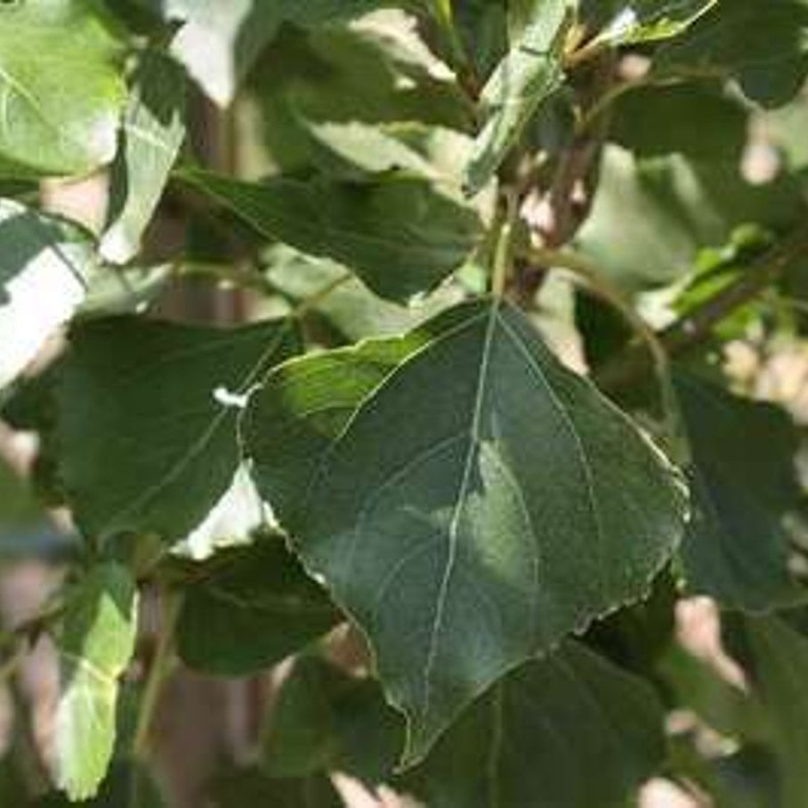 Pelarpoppel – Populus nigra 'Italica' - 120-150 CM bare root 0/1